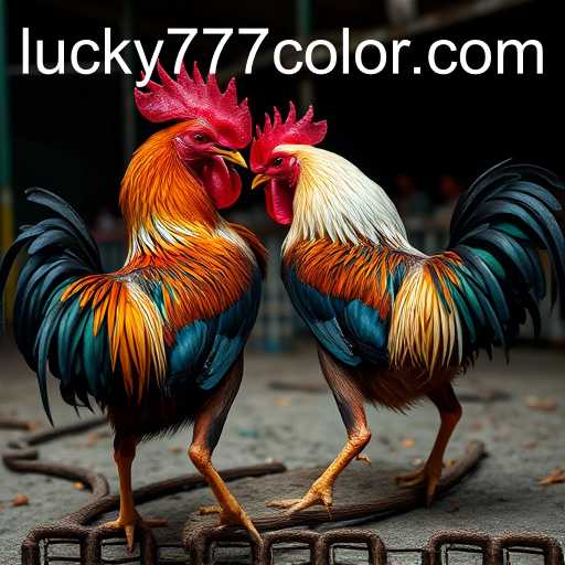 The Controversial World of Cockfighting: Unveiling the 777Color Connection